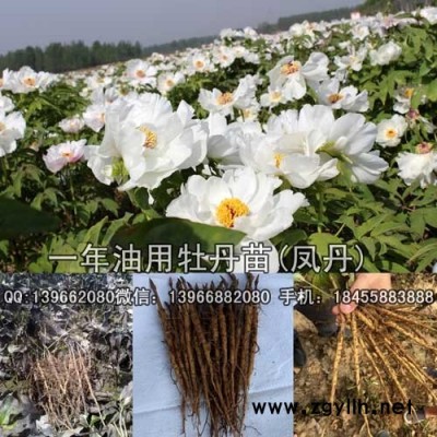 油用牡丹种苗种植基地批发,油用牡丹苗价格