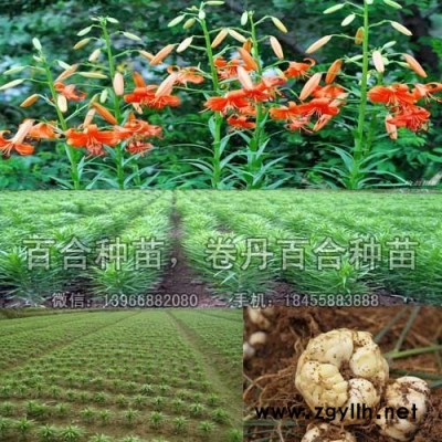 百合种苗种植基地批发,药食两用卷丹百合苗价格