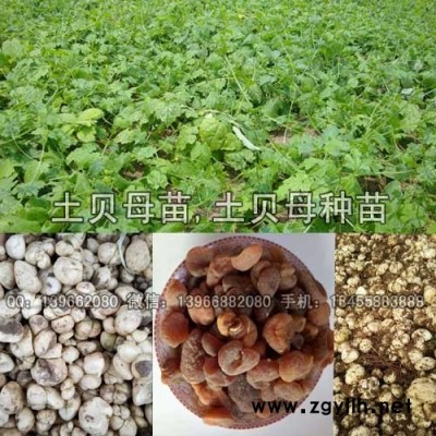 土贝母种苗种植基地批发,改良土贝母种球价格