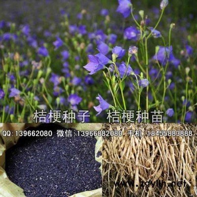 板蓝根种子,改良板兰根种子批发,板蓝根籽价格
