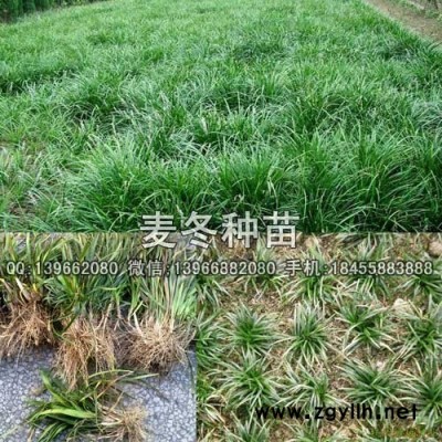 麦冬种苗,麦冬苗批发,麦冬苗价格