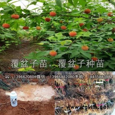 覆盆子种苗,覆盆子苗批发,掌叶覆盆子苗价格
