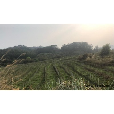 福建厦门百香果种苗，树苗批发专卖