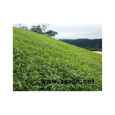 广西省边坡复绿植草常用灌木种子厂家直销