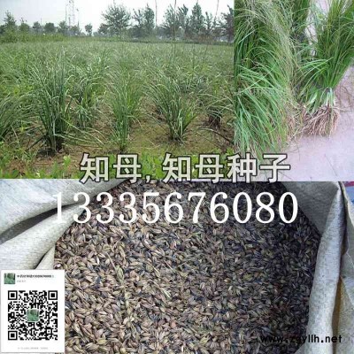 知母种子,知母种子价格批发零售