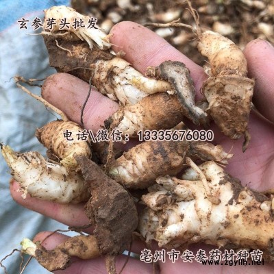 玄参种苗 玄参苗价格种植技术