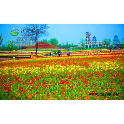 芦苇种子价格...免费试钟