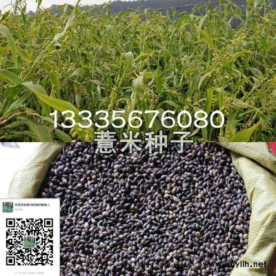 薏米种子价格,薏米种子种植技术