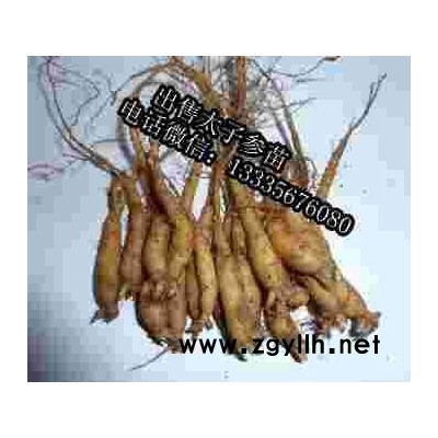 太子参种子价格 太子参种苗价格