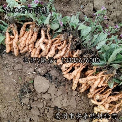 生地苗\生地秧苗