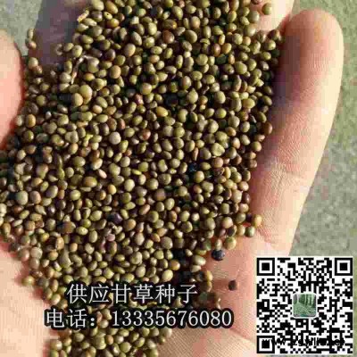 甘草种子\甘草种子价格批发