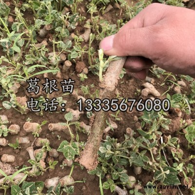 葛根苗\葛根苗价格\葛根苗批发商