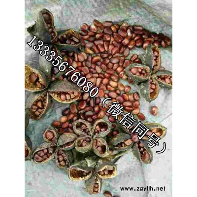 赤芍种子什么地方有卖的