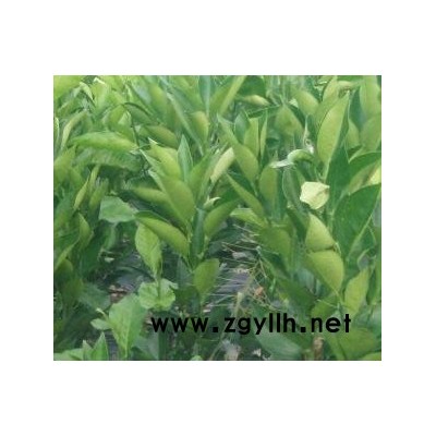 南宁大量批发水果苗