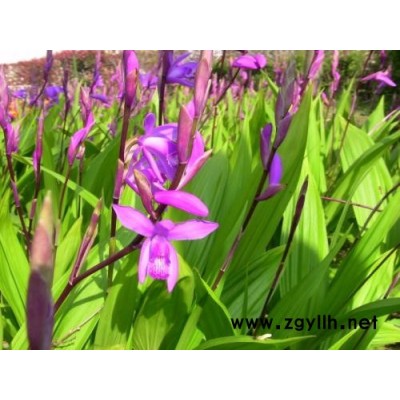 酸性土可以种白芨吗