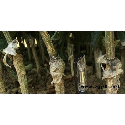 云南爱媛苗价格【云南爱媛苗批发哪里的便宜】云南大量批发爱媛苗