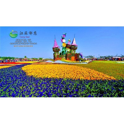 矮杆硫化菊种子种植技术方法...高发芽率