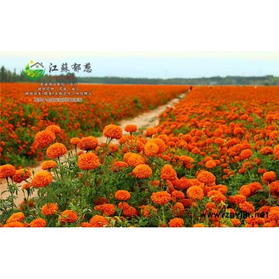 雪松种子价格...免费试钟