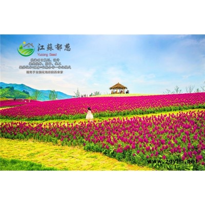 早熟禾种子-咖啡种子价格-免费试钟