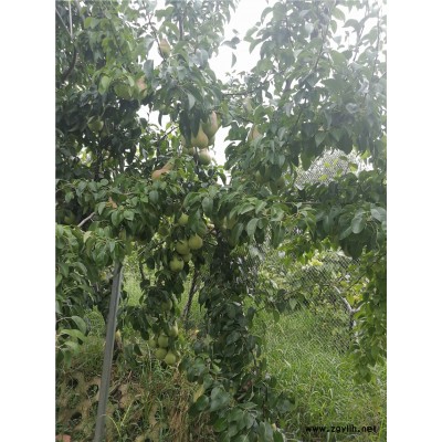 怀化哪里有早酥红梨苗,梨树小苗货源地在哪里