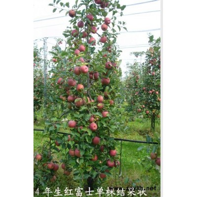 忻州M9t337苹果苗供应大量供应