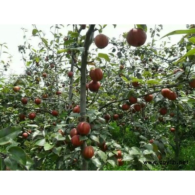 滁州哪里有夏玉梨苗,玉露香梨苗怎么可以联系到