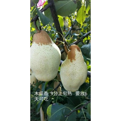 肇庆哪里有黄冠梨苗,华酥梨苗销售电话