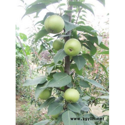 芜湖哪里有中梨1号梨苗,酥梨苗推荐咨询