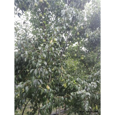 南昌哪里有香红梨苗,中梨4号梨苗哪家好