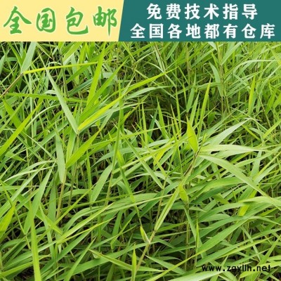 贵州贵阳草种批发 供应用于高速边坡绿化的糖蜜草，贵州糖蜜草，贵阳糖蜜草种子批发