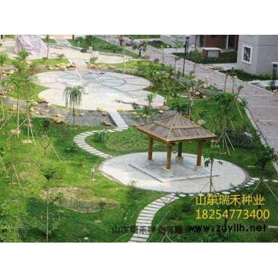 阳泉城市草坪种子种绿化工程绿化草花种子批发