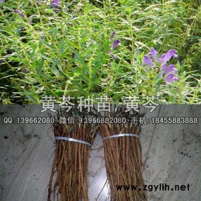 黄芩种苗种植基地批发,高含量黄芩苗价格
