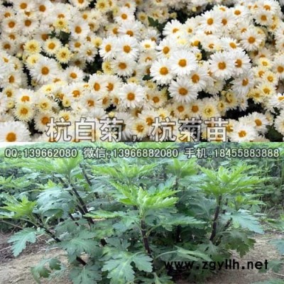 杭白菊种苗种植基地批发,杭白菊扦插苗价格