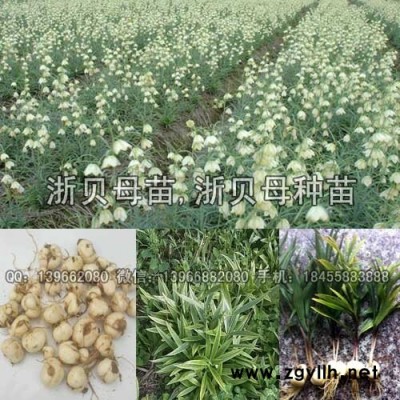 浙贝母种苗,浙贝母苗批发,浙贝母种子价格