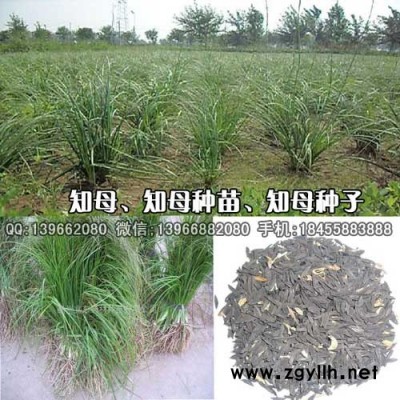 知母种苗,知母苗批发,毛知母苗子价格