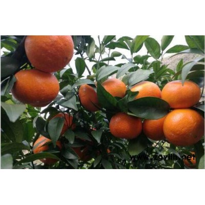 重庆091无籽沃柑苗特点，重庆091无籽沃柑苗价格