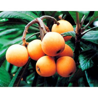 成都大五星枇杷苗特点，成都大五星枇杷苗价格，成都大五星枇杷苗