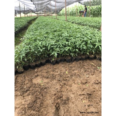 德阳中江县韩城8月花椒苗第二年能挂果吗，种植优势