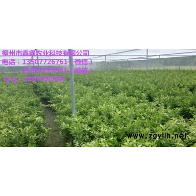 梅州柑桔苗木出售&梅州柑桔苗木价格多少钱
