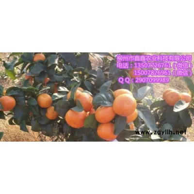 揭阳有优质沙糖桔苗卖