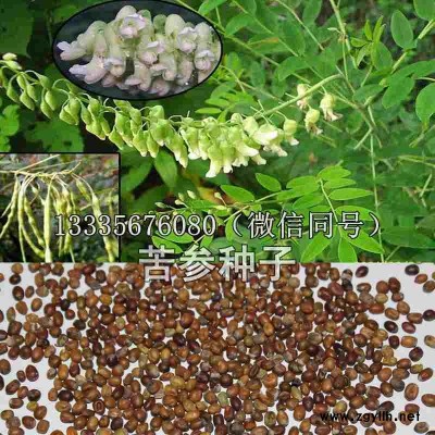 苦参种子价格的行情介绍