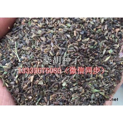 柴胡种子\柴胡种子种植效益\柴胡种子价格