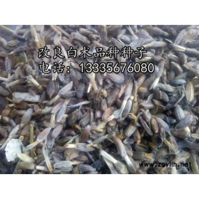 改良白术种子供应商\白术种子价格行情