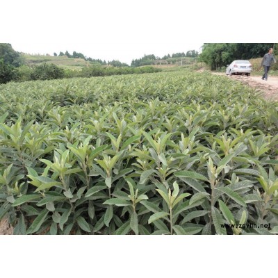 大五星枇杷苗，四川大五星枇杷苗批发