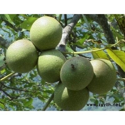 四川8518核桃苗价格，四川8518核桃苗基地