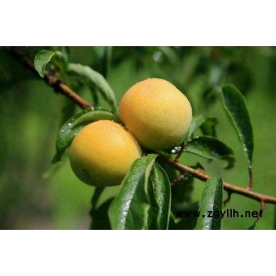 四川蜂糖李苗品种，四川蜂糖李苗特点，四川蜂糖李苗价格