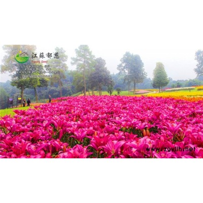 芥末种子一般多少钱一斤...认证企业