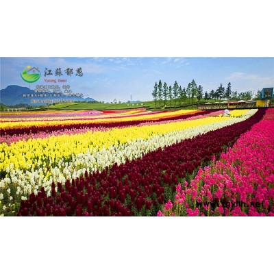 蔬菜种子价格...高发芽率