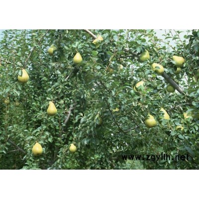 南通哪里有金阳蜜3号梨苗,红肉红心梨苗基地价格