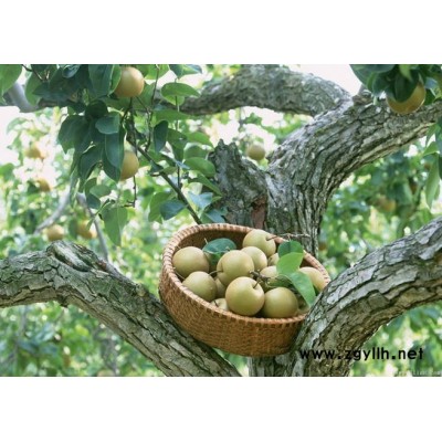 阿坝哪里有金阳蜜5号梨苗,热销梨苗种植技巧